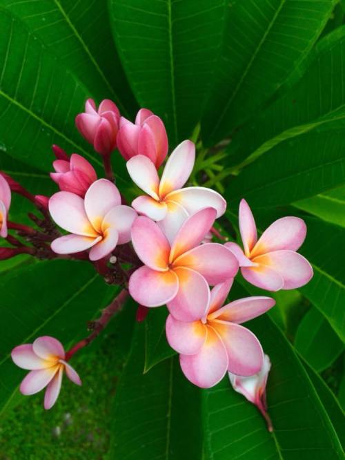 38030614_1988907037807036_3177339363025485824_n